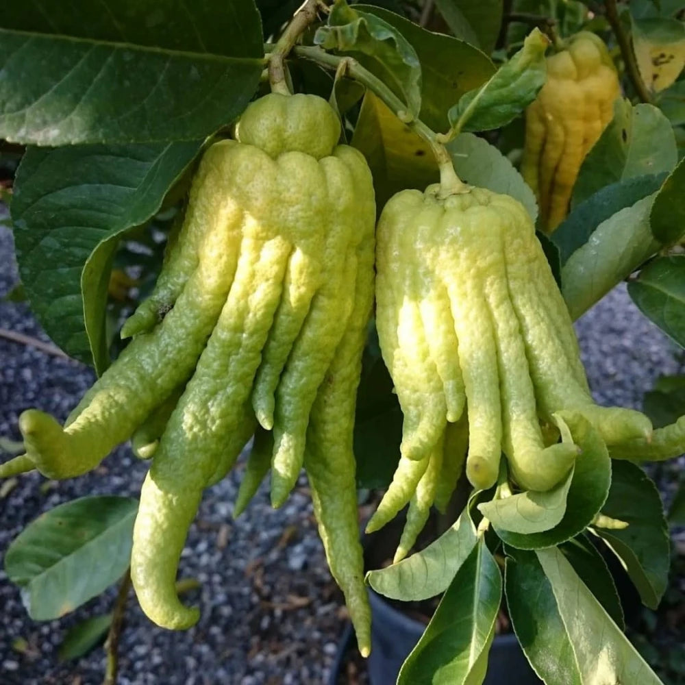 Budanın Eli Limon Fidanı (3 Yaşında 100-120 cm)