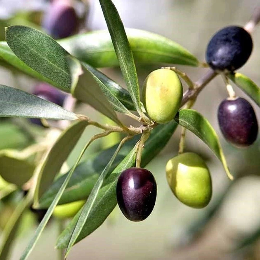 Gemlik (Trilye) Zeytin Fidanı (2 Yaşında 80-100 cm)