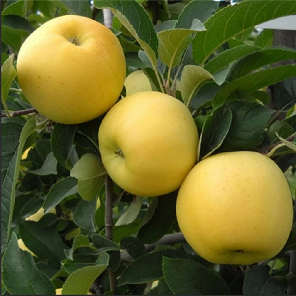 Golden Elma Fidanı (4 Yaşında 130-150 cm)