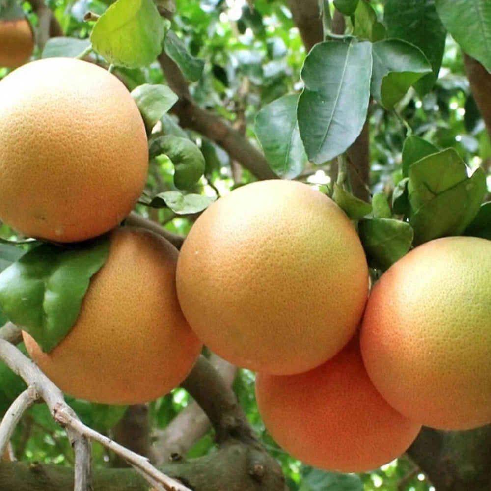 Greyfurt Fidanı (2 Yaşında 80-100 cm)