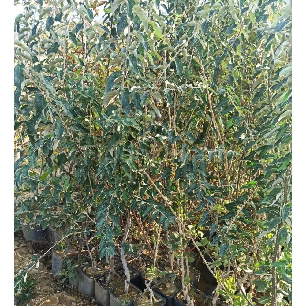 İğde Fidanı (2 Yaşında 80-100 cm)