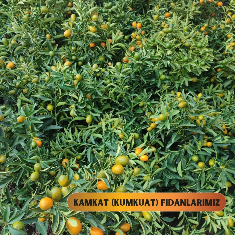 Saksıda Kamkat (Kumkuat) Fidanı (3 Yaşında 50-70 cm)