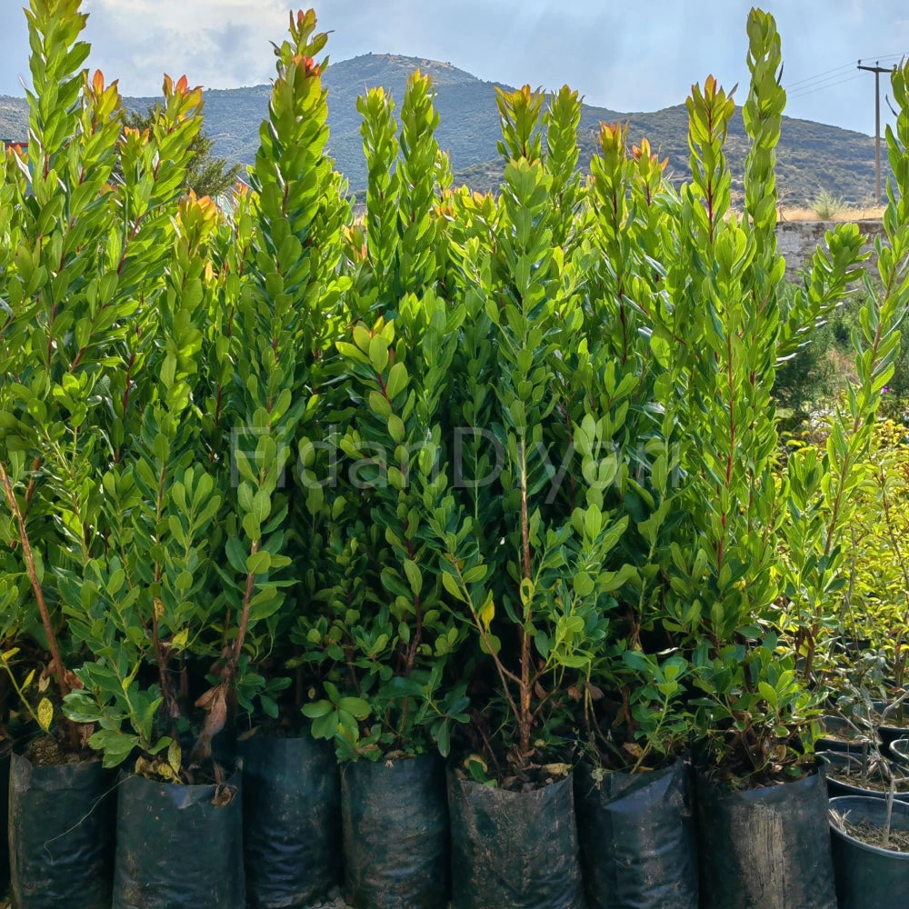Kocayemiş (Dağ Çileği) Fidanı (3 Yaşında 60-100 cm)