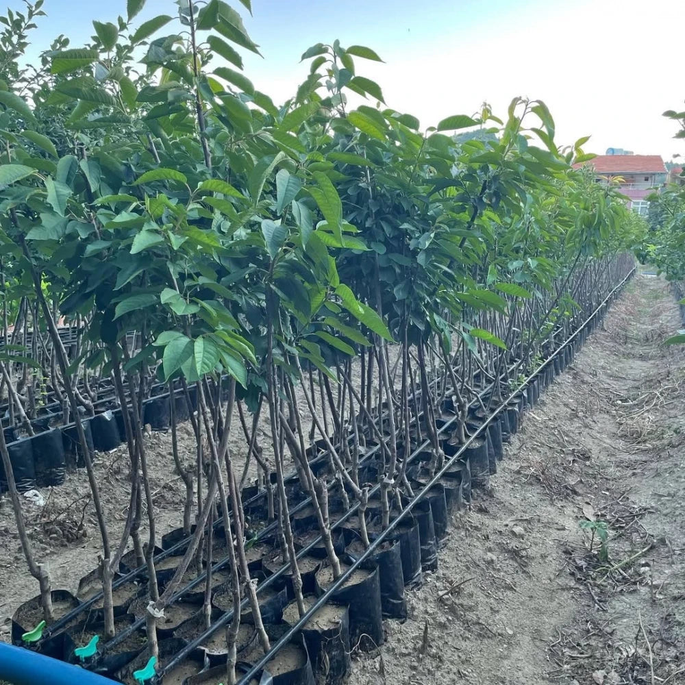 Napolyon Kiraz Fidanı (2 Yaşında 80-100 cm)