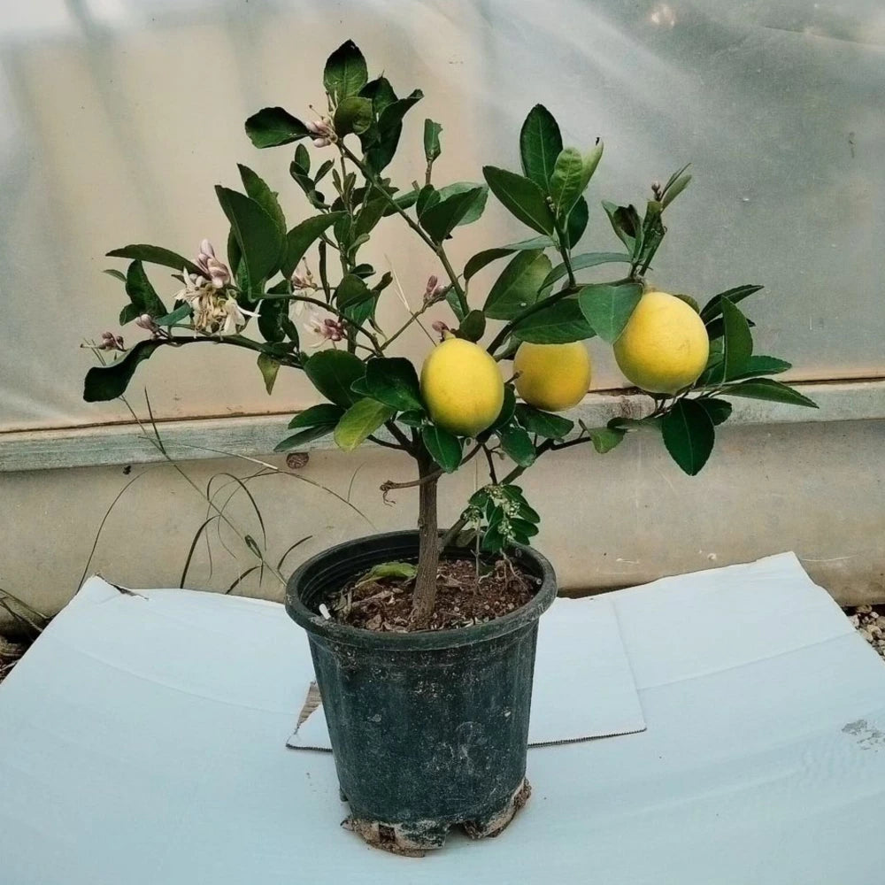Tam Bodur Saksıda Yediveren Limon Fidanı (2 Yaşında 30-50 cm)