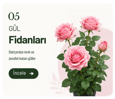Gül Fidanları