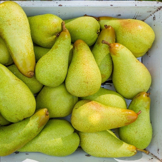 Abate Fetel Armut Fidanı (2 Yaşında 80-100 cm)