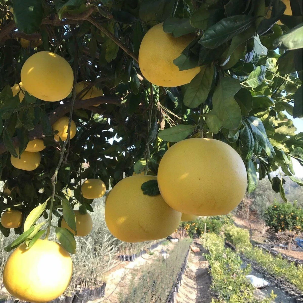Ağaç Kavunu (Pomelo) Fidanı (2 Yaşında 80-100 cm)