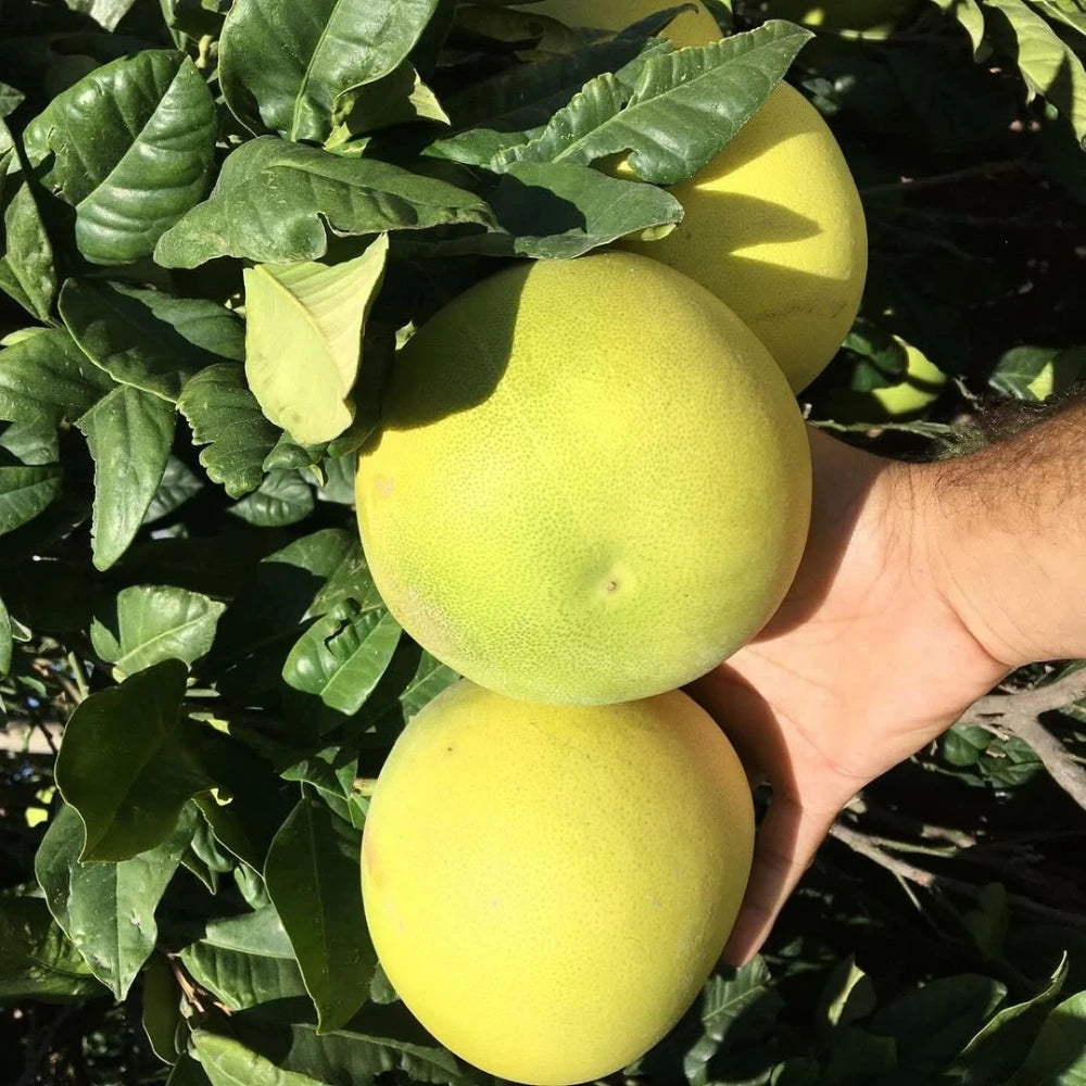 Ağaç Kavunu (Pomelo) Fidanı (2 Yaşında 80-100 cm)