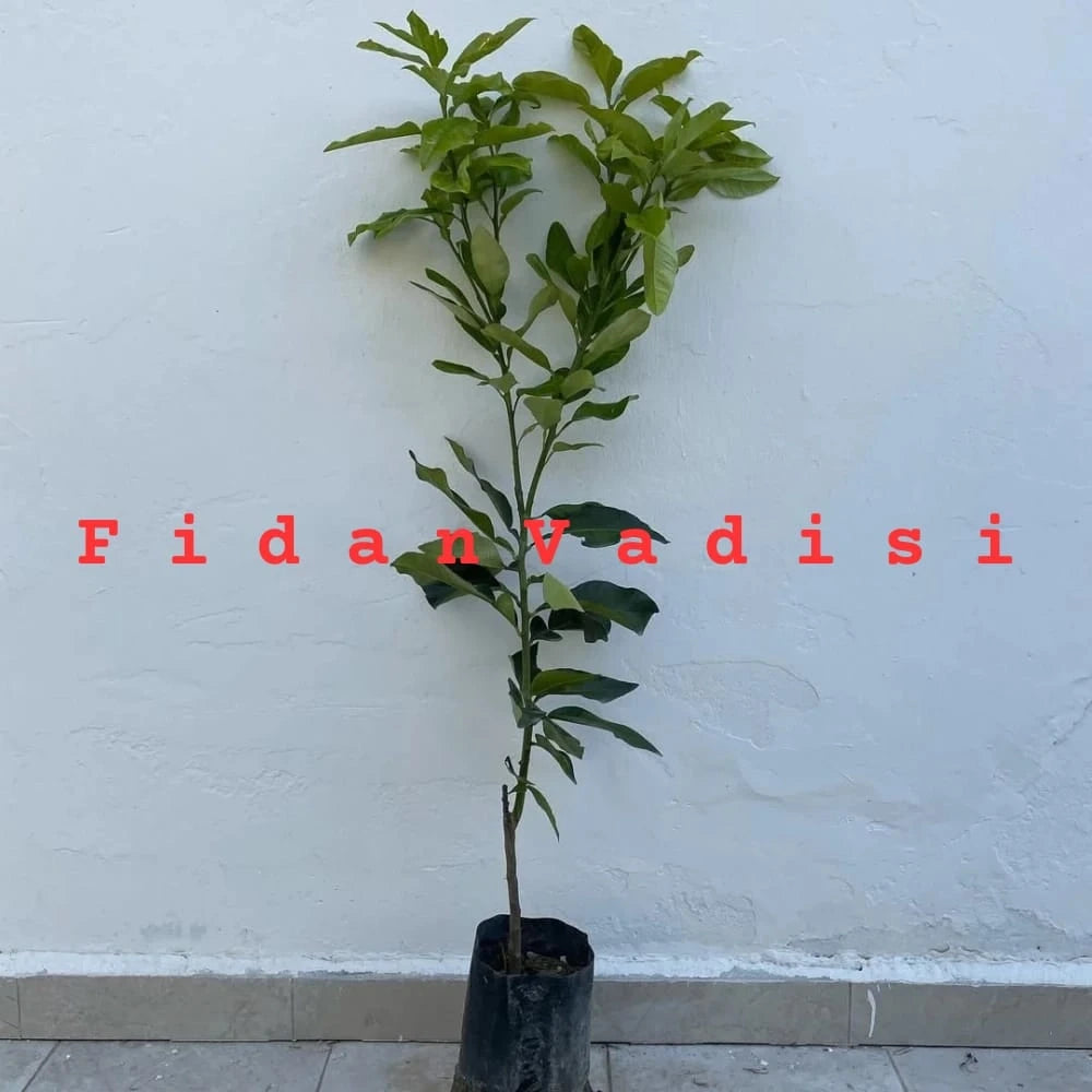Ağaç Kavunu (Pomelo) Fidanı (4 Yaşında 130-150 cm)