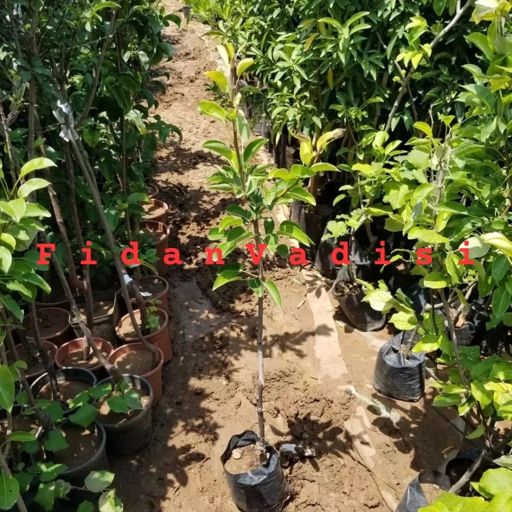 Akça Armut Fidanı (2 Yaşında 80-100 cm)