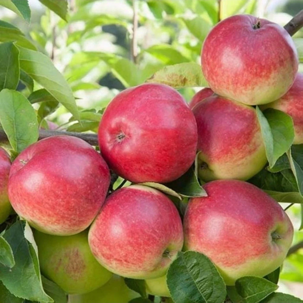 Amasya Misket Elma Fidanı (2 Yaşında 80-100 cm)