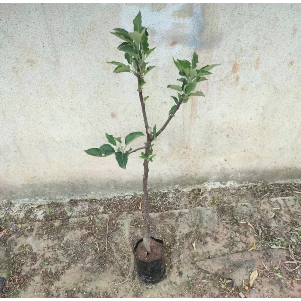 Fuji Elma Fidanı (4 Yaşında 130-150 cm)