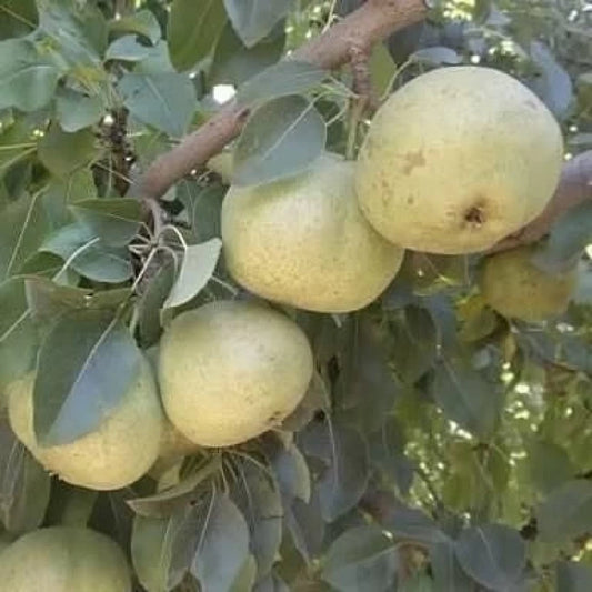 Ankara Armut Fidanı (2 Yaşında 80-100 cm)