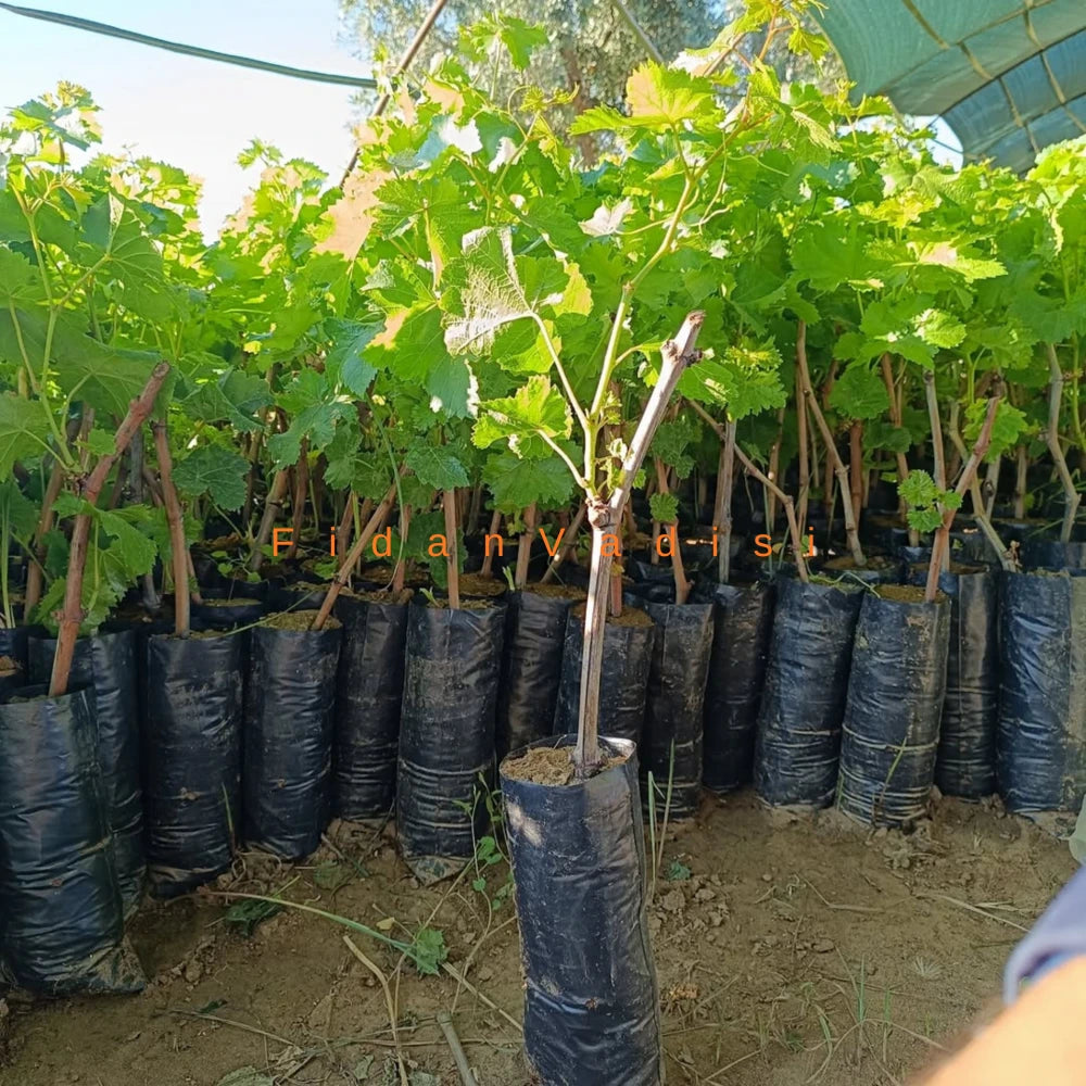 Sultaniye Üzüm (Asma) Fidanı (1 Yaşında 30-50 cm)