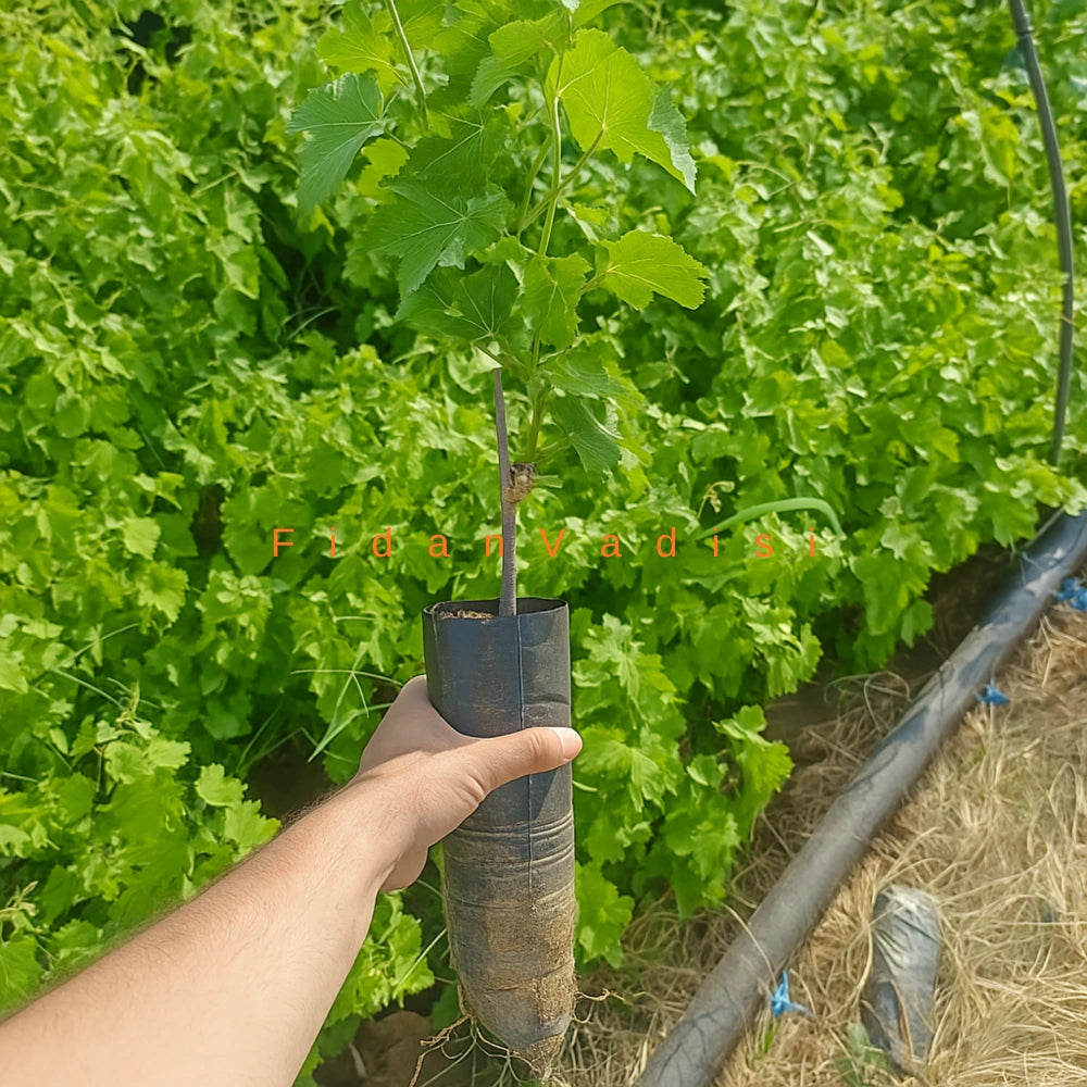 Antep Karası Üzüm (Asma) Fidanı (1 Yaşında 30-50 cm)