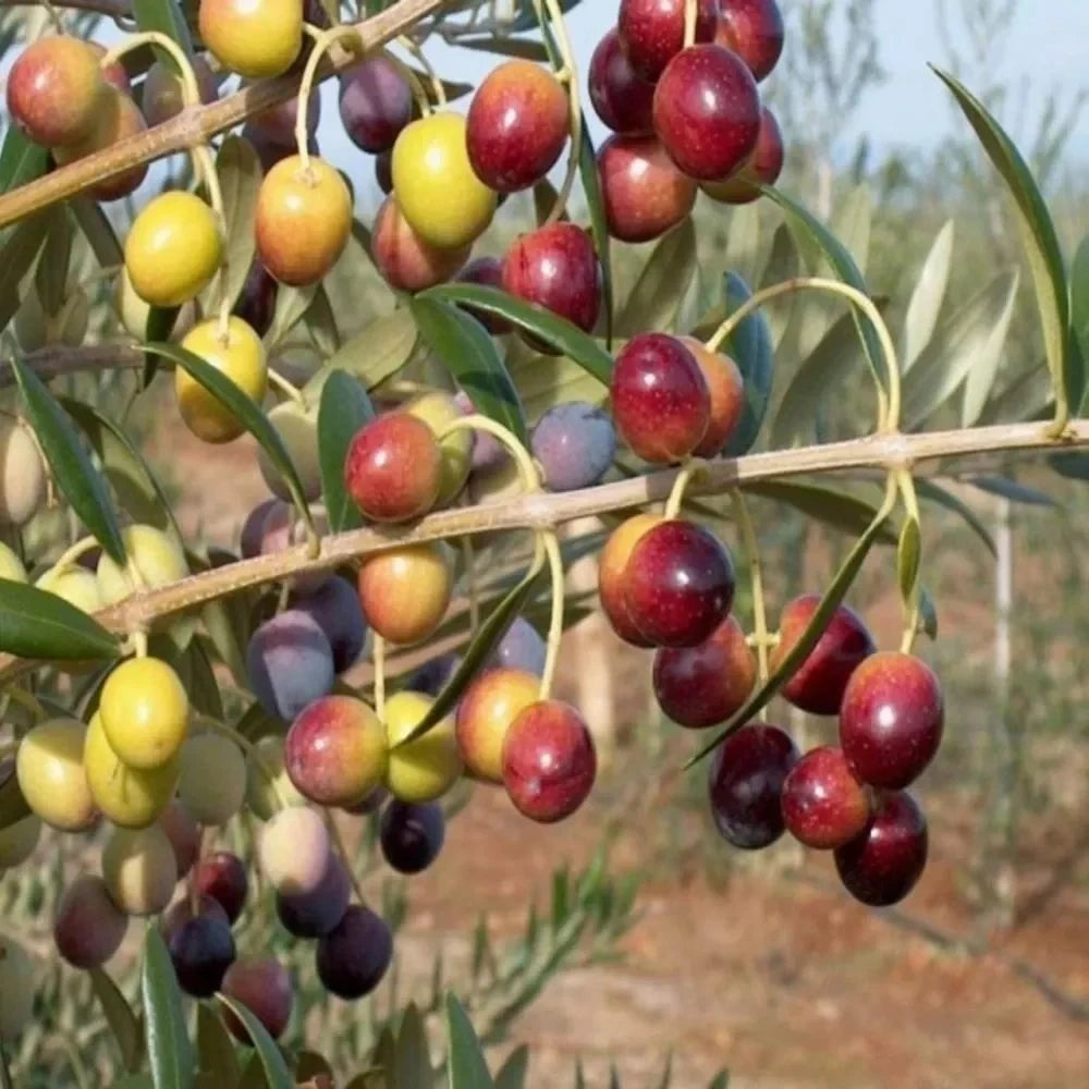 Arbequina (İspanyol) Zeytin Fidanı (1 Yaşında 40-60 cm)