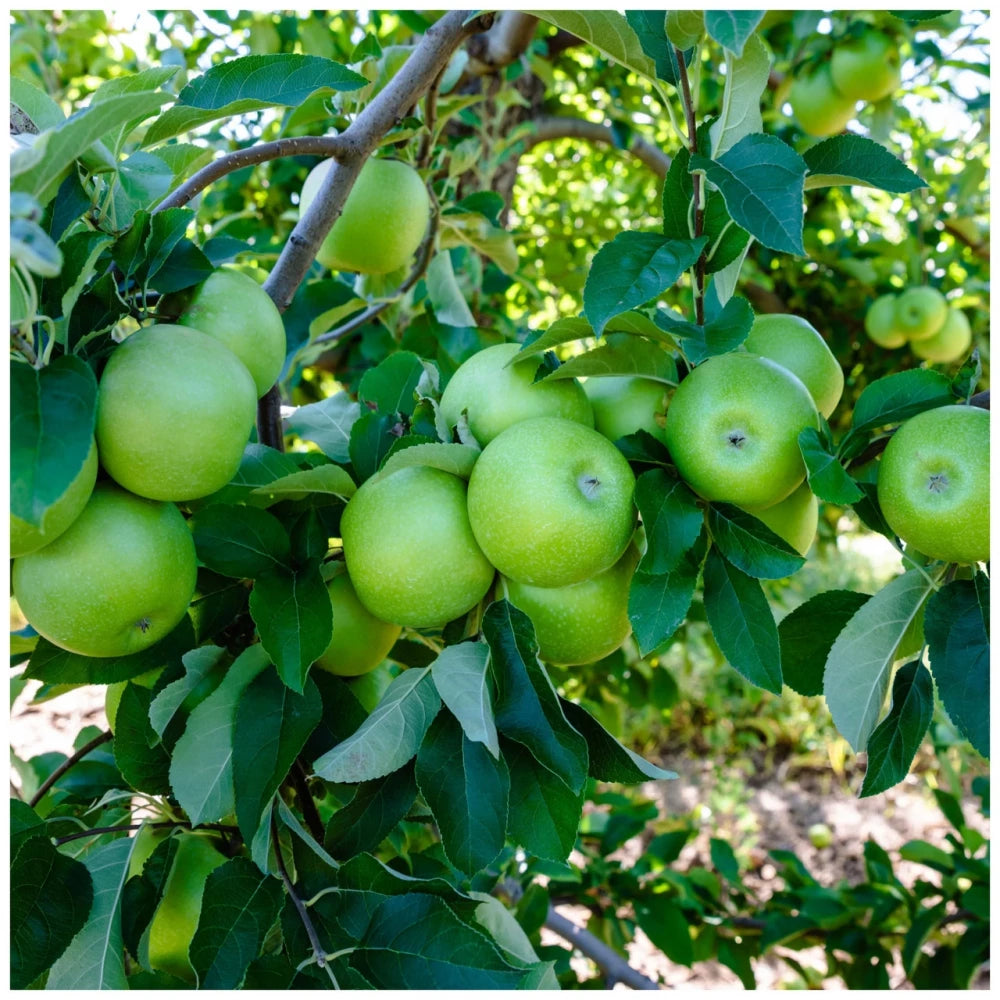 Arjantin Granny Smith Elma Fidanı (2 Yaşında 80-100 cm)