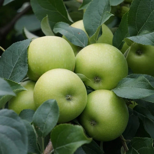 Arjantin Granny Smith Elma Fidanı (2 Yaşında 80-100 cm)