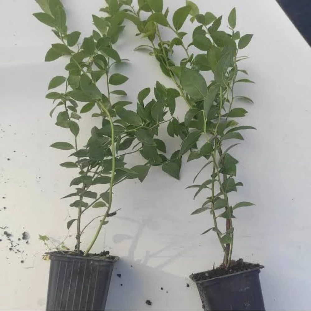 Aromatik 5'Li Meyve Fidanı Seti