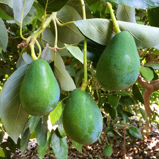 Bacon Avokado Fidanı (1 Yaşında 50-80 cm)