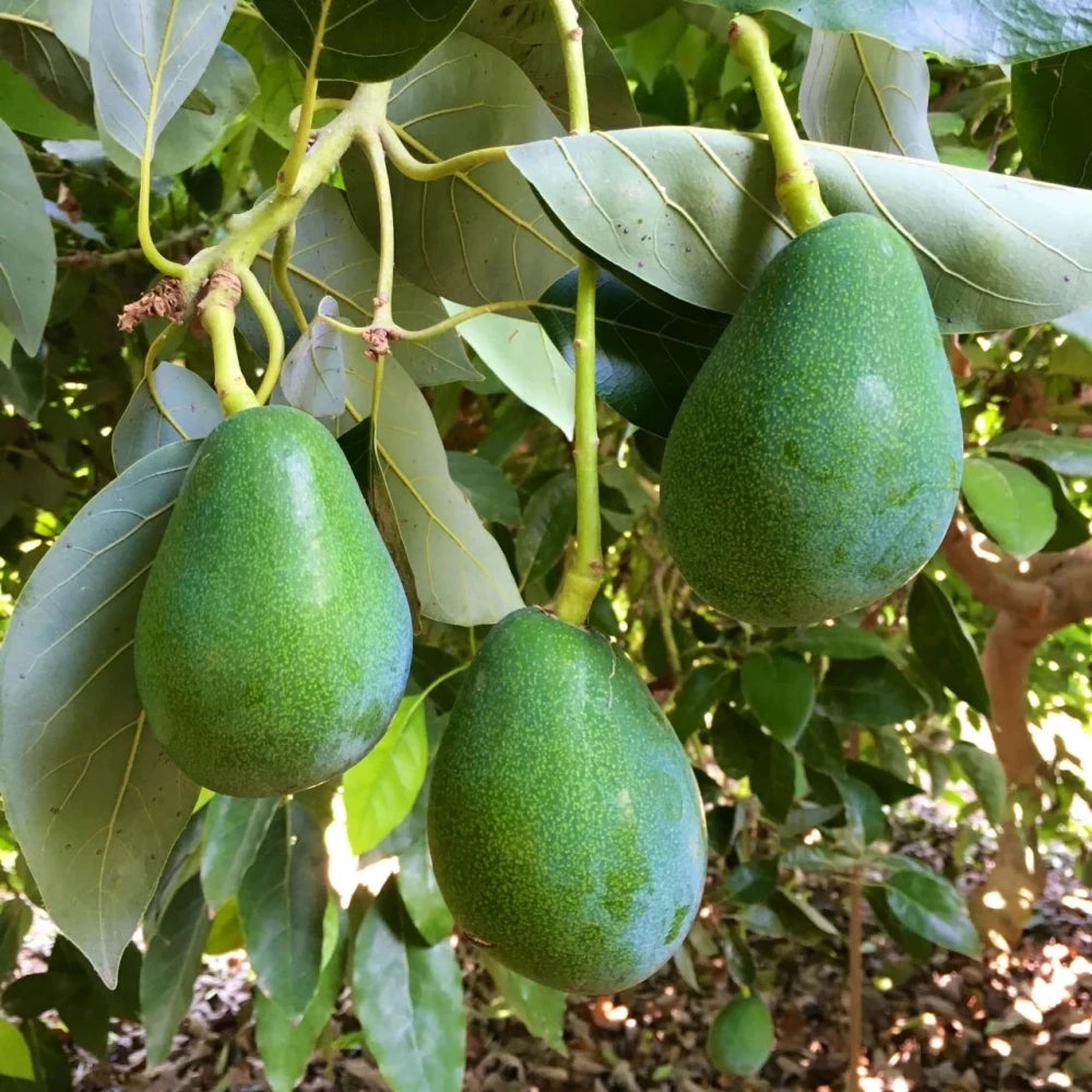 Bacon Avokado Fidanı ( 4 Yaşında 130-170 cm)