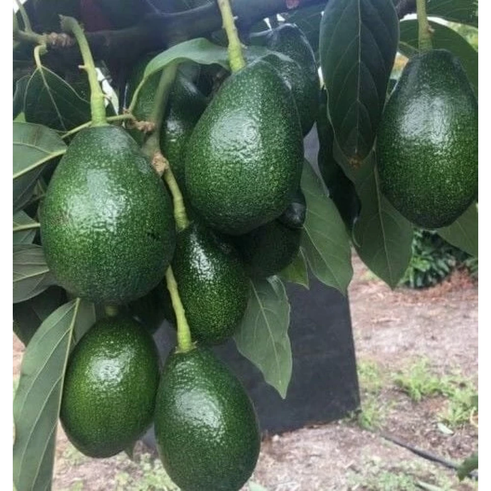 Bacon Avokado Fidanı ( 4 Yaşında 130-170 cm)