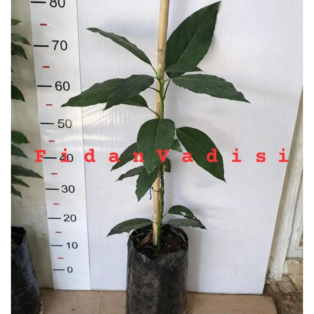 Bacon Avokado Fidanı (1 Yaşında 50-80 cm)