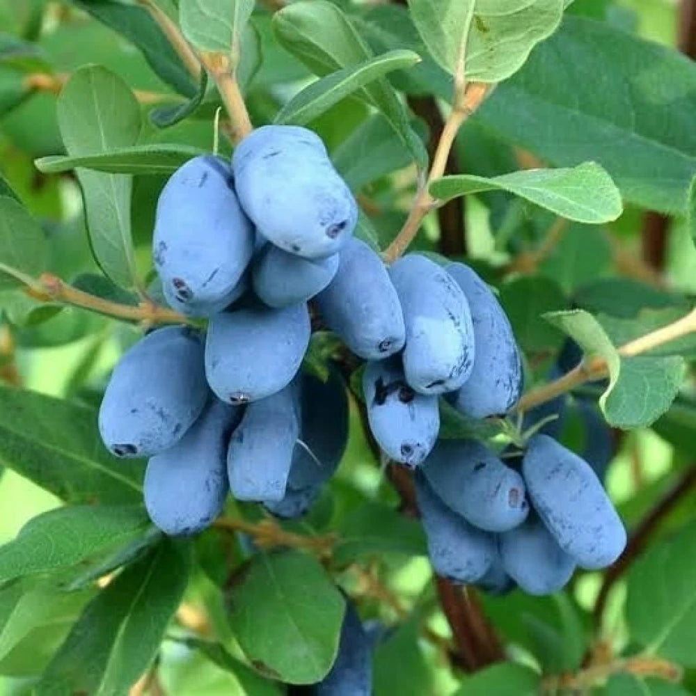 Bal Yemişi (Honeyberry ) Fidanı (1 Yaşında 30-50 cm)