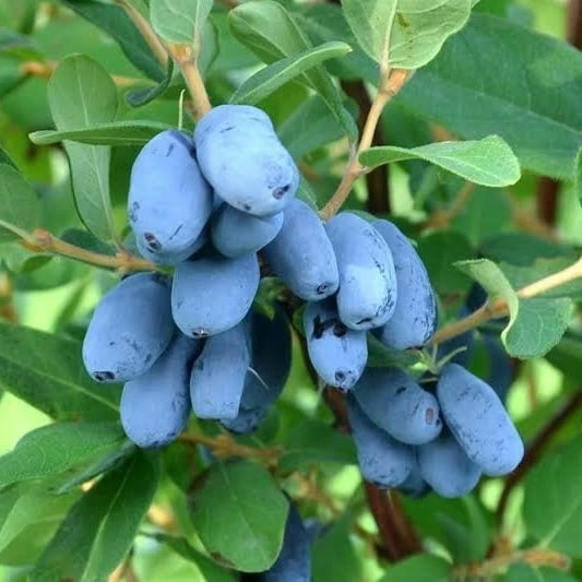 Bal Yemişi (Honeyberry ) Fidanı (1 Yaşında 30-50 cm)
