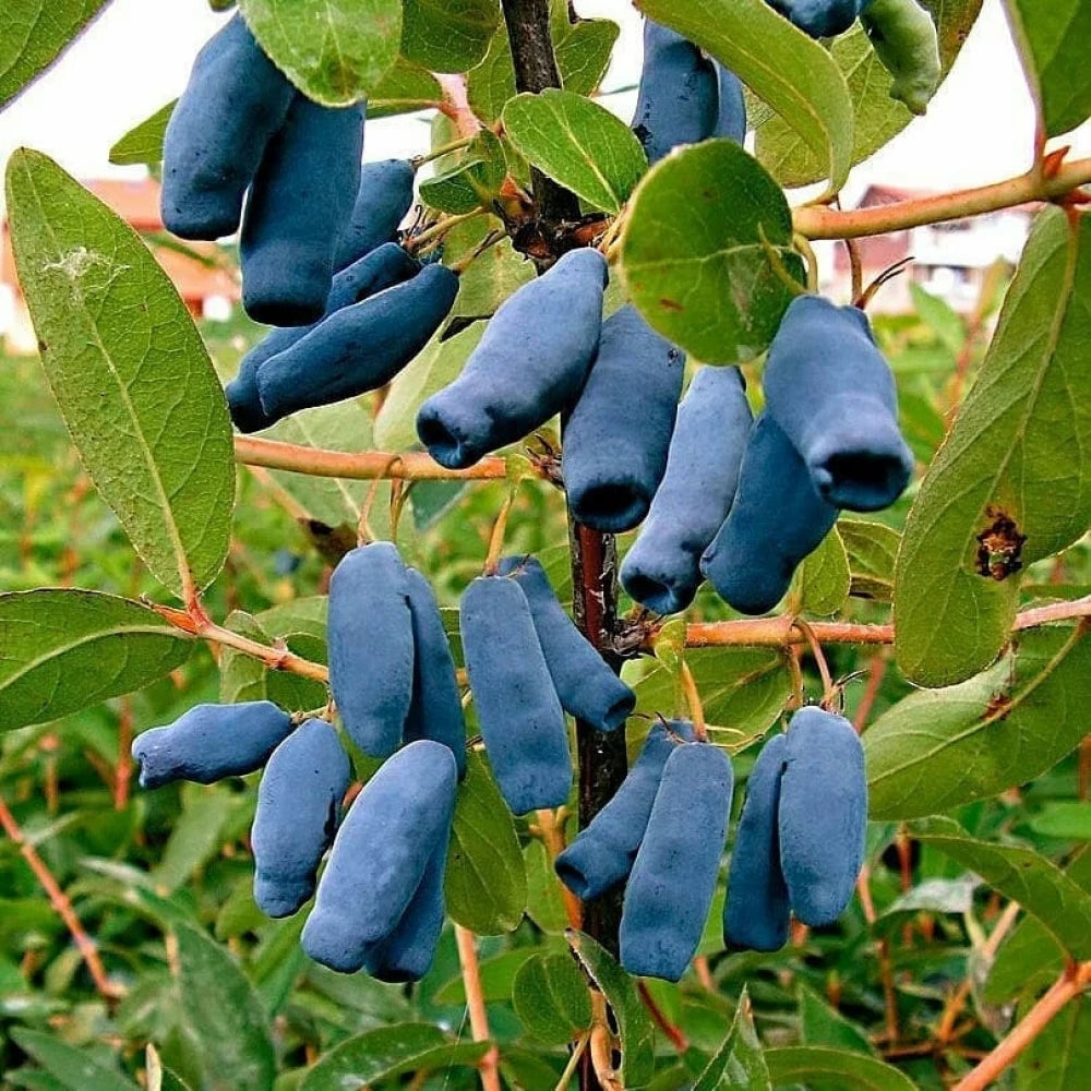 Bal Yemişi (Honeyberry ) Fidanı (1 Yaşında 30-50 cm)