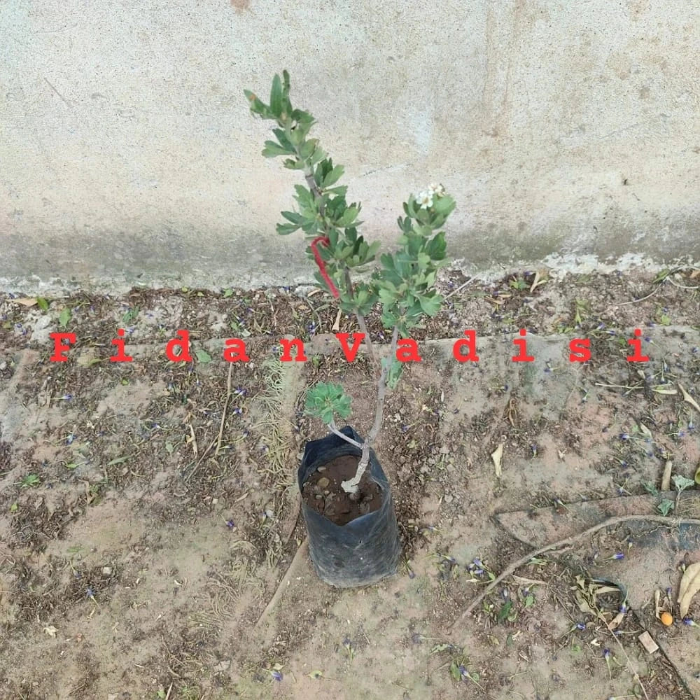Belen Cinsi (İri) Sarı Alıç Fidanı (2 Yaşında 20-40 cm)