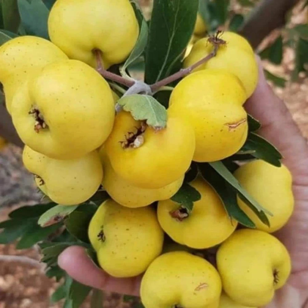 Belen Cinsi (İri) Sarı Alıç Fidanı (2 Yaşında 20-40 cm)