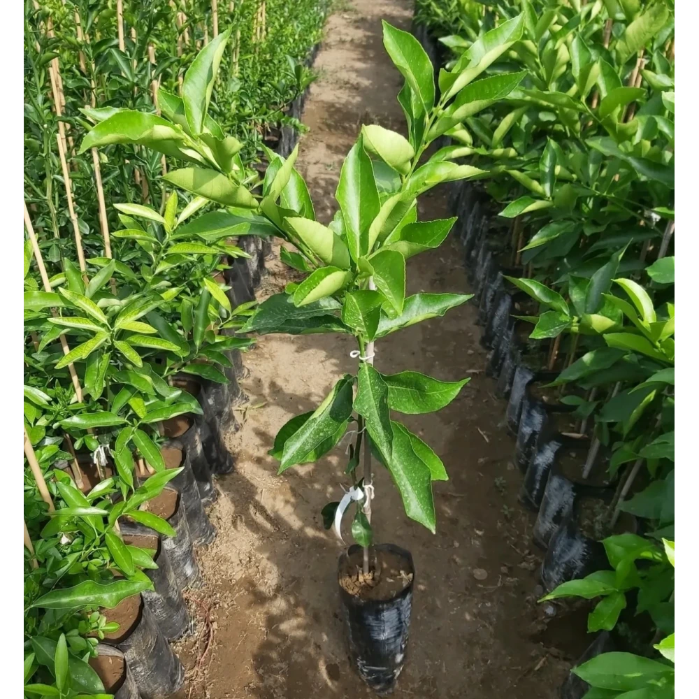 Bergamot Fidanı (2 Yaşında 100-120 cm)