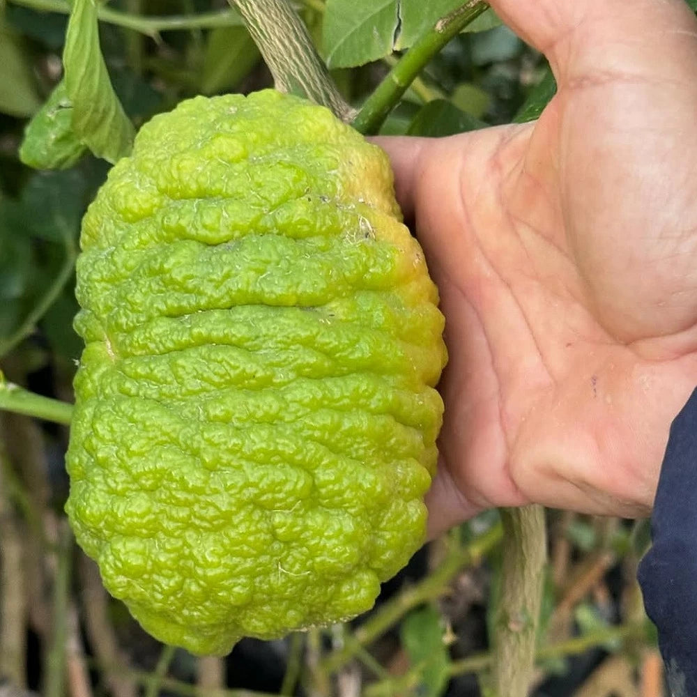 Bergamot Fidanı (2 Yaşında 100-120 cm)
