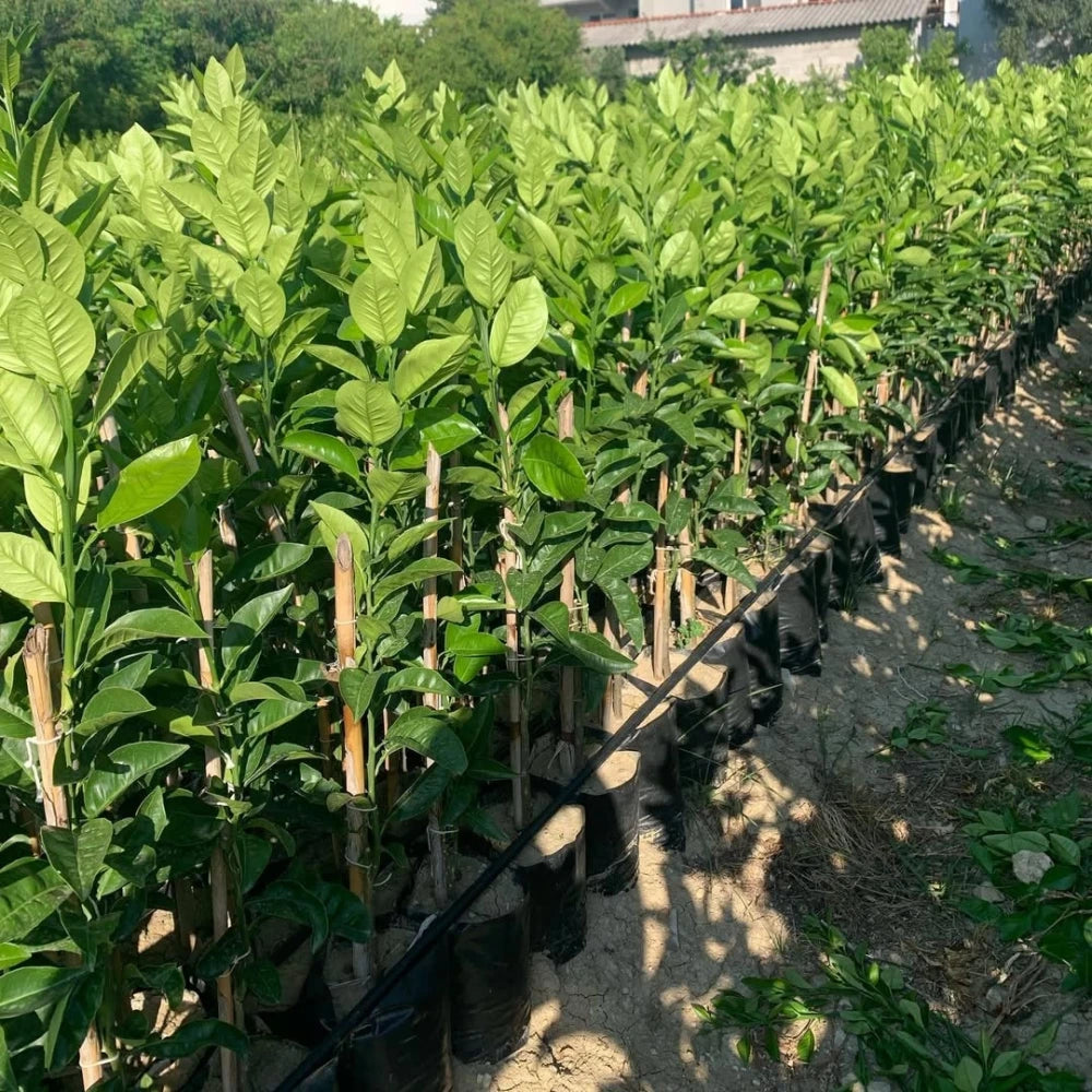 Bergamot Fidanı (2 Yaşında 100-120 cm)