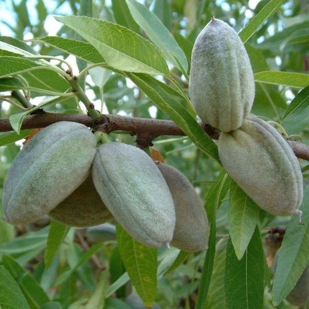 Bertina Badem Fidanı (3 Yaşında 100-120 cm)