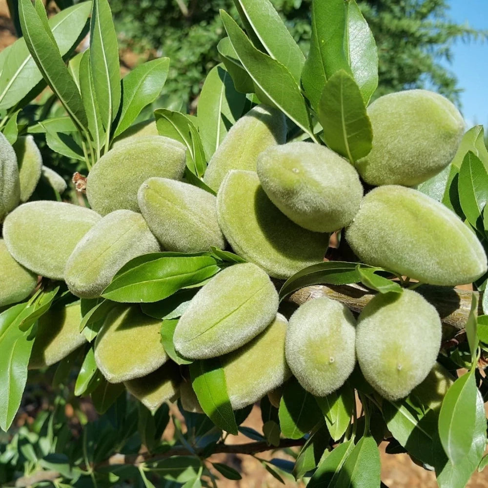 Bertina Badem Fidanı (3 Yaşında 100-120 cm)