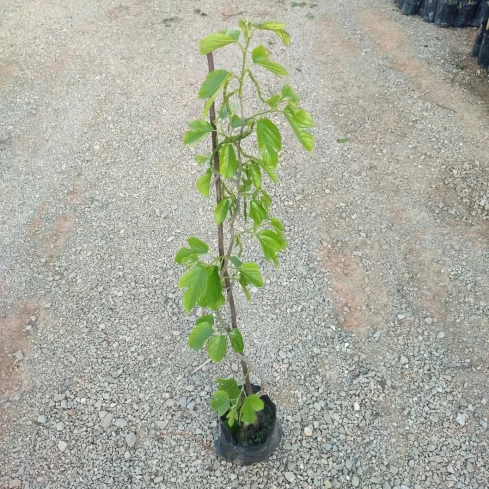 Beyaz Pakistan Şah Dut Fidanı (3 Yaşında 100-120 cm)
