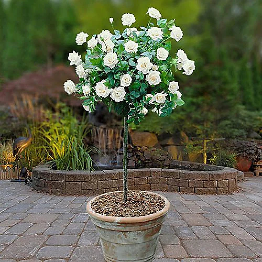 Beyaz Renkli Baston Gül Fidanı (2 Yaşında 80-120 cm)