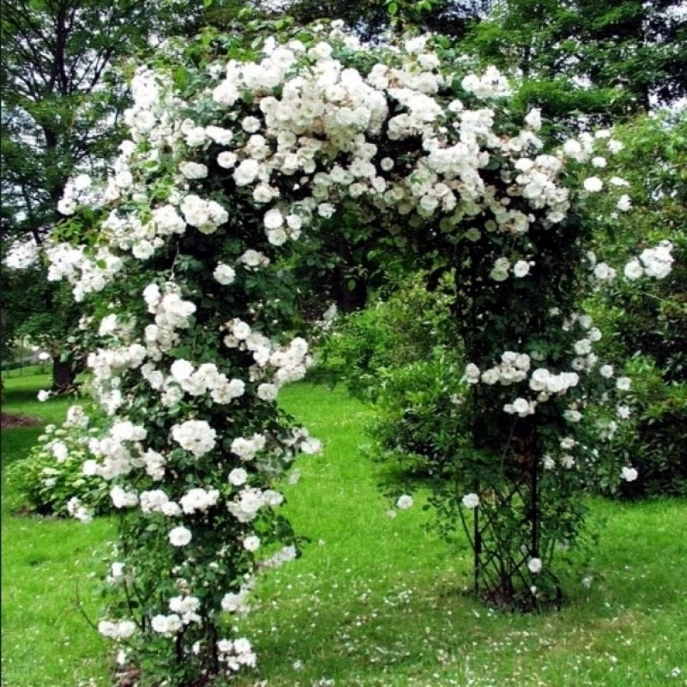 Beyaz Renkli Sarmaşık Gül Fidanı (2 Yaşında 80-120 cm)