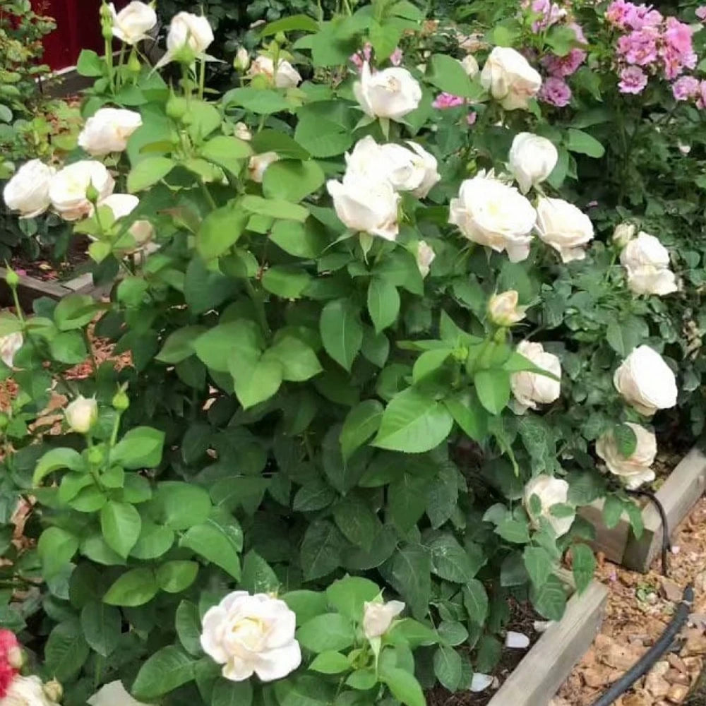 Beyaz Renkli Yediveren Gül Fidanı (1 Yaşında 20-40 cm)