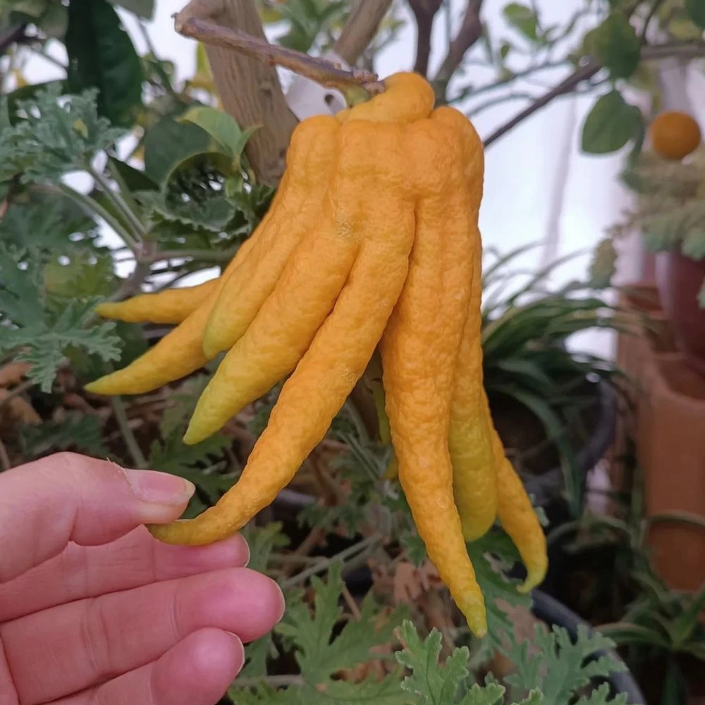 Budanın Eli Limon Fidanı (3 Yaşında 100-120 cm)