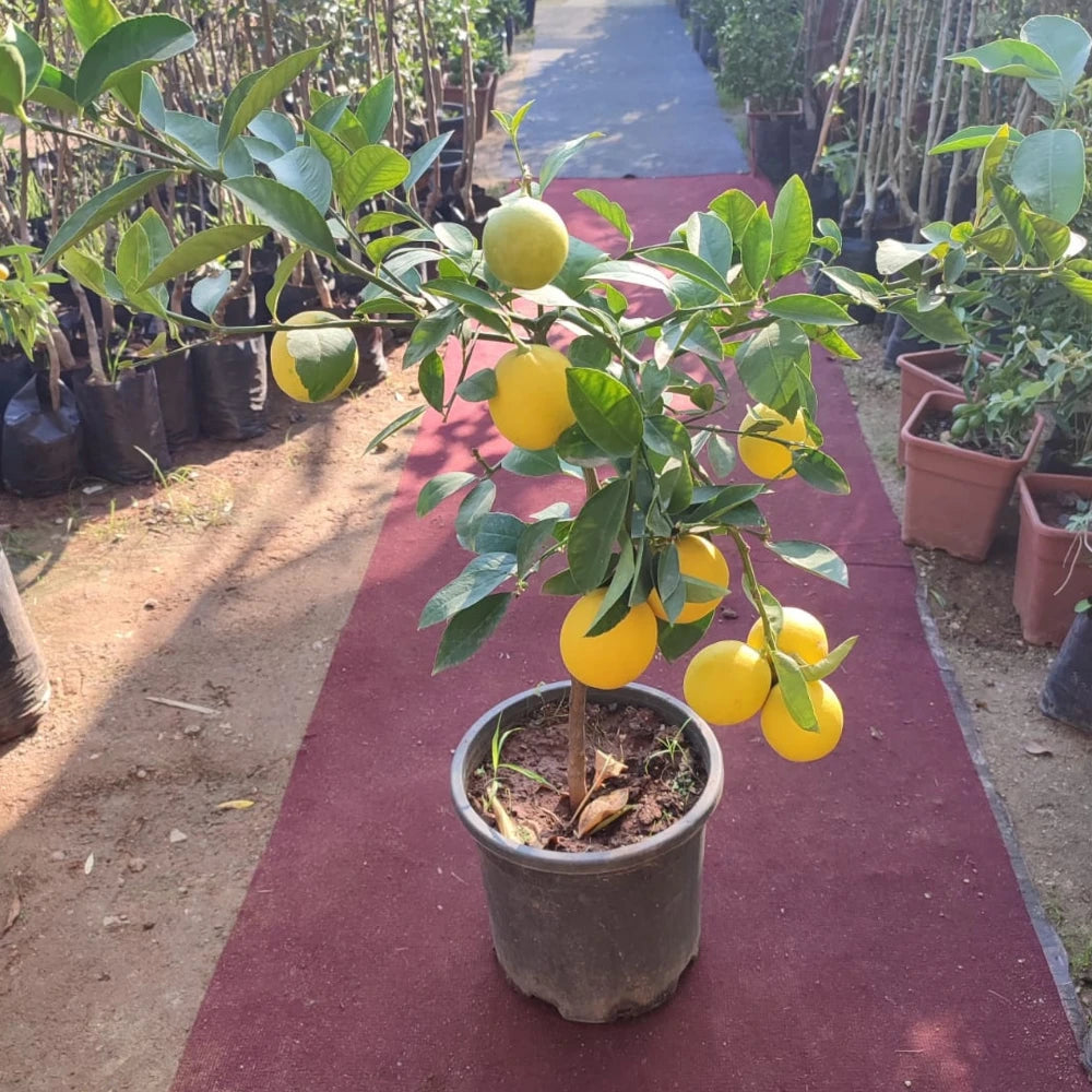 Büyük Boy Saksıda Yediveren Limon Fidanı (6 Yaşında 130-170 cm)