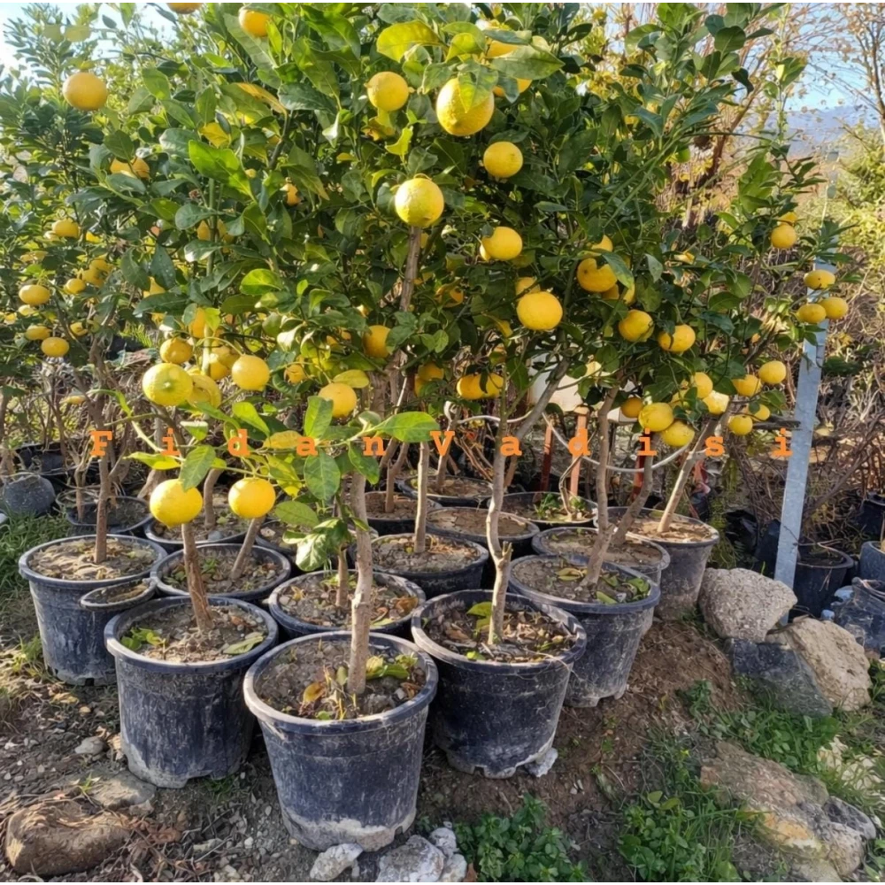 Büyük Boy Saksıda Yediveren Limon Fidanı (6 Yaşında 130-170 cm)