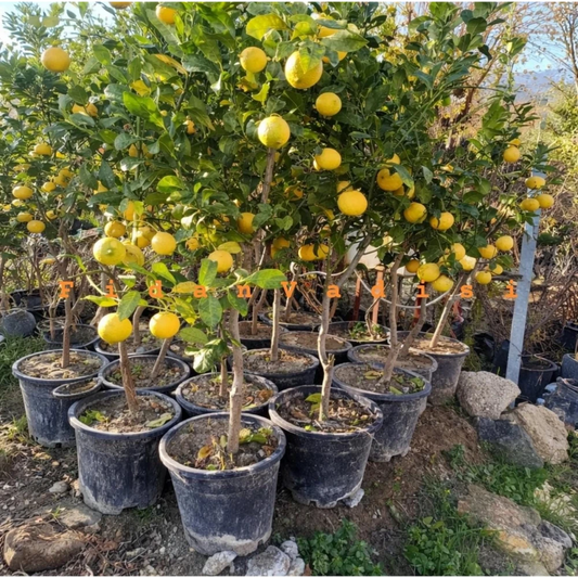 Büyük Boy Saksıda Yediveren Limon Fidanı (6 Yaşında 130-170 cm)