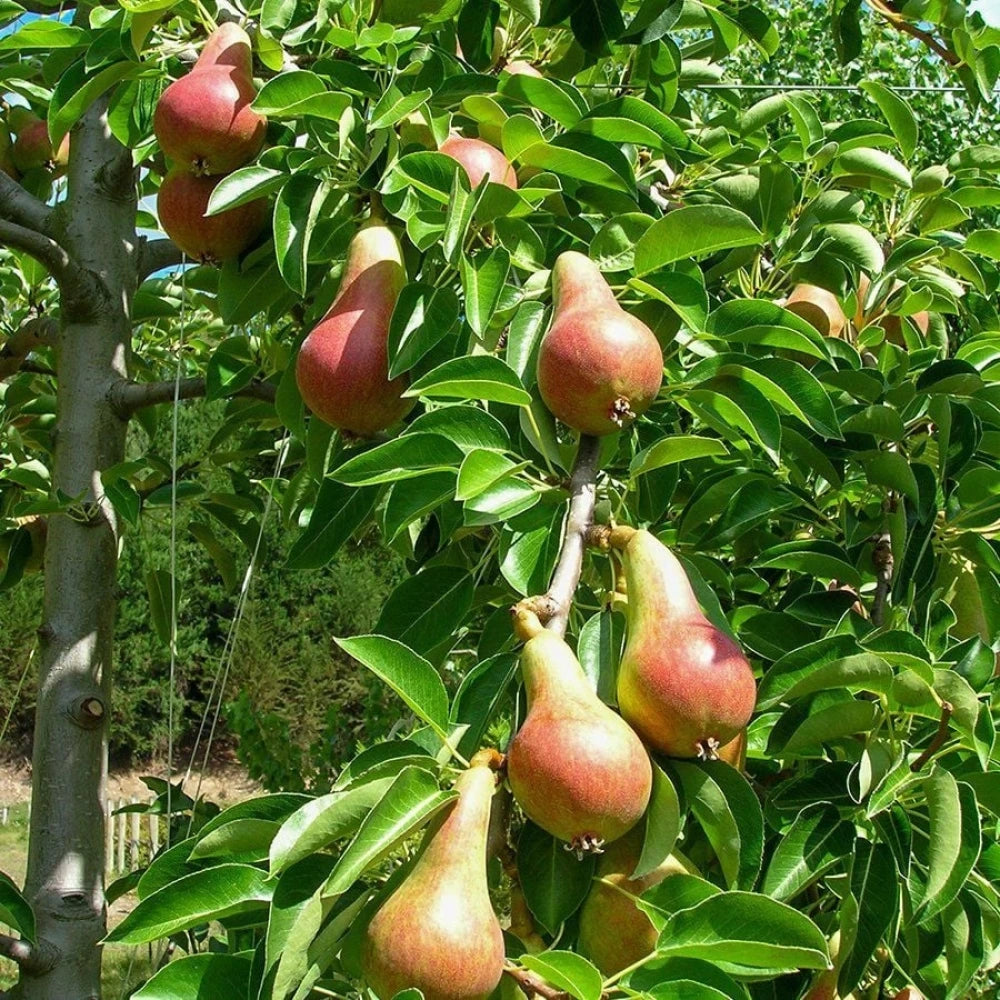 Carmen Armut Fidanı (2 Yaşında 80-100 cm)
