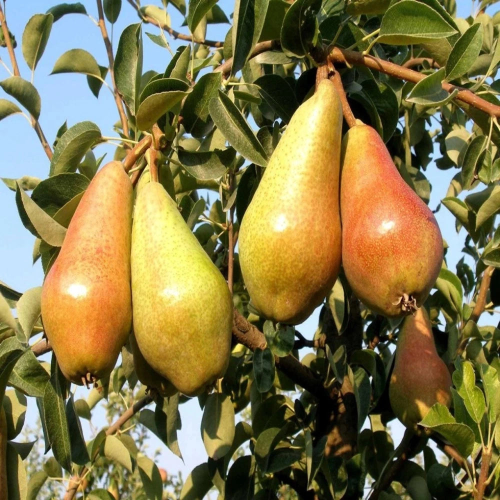 Carmen Armut Fidanı (2 Yaşında 80-100 cm)