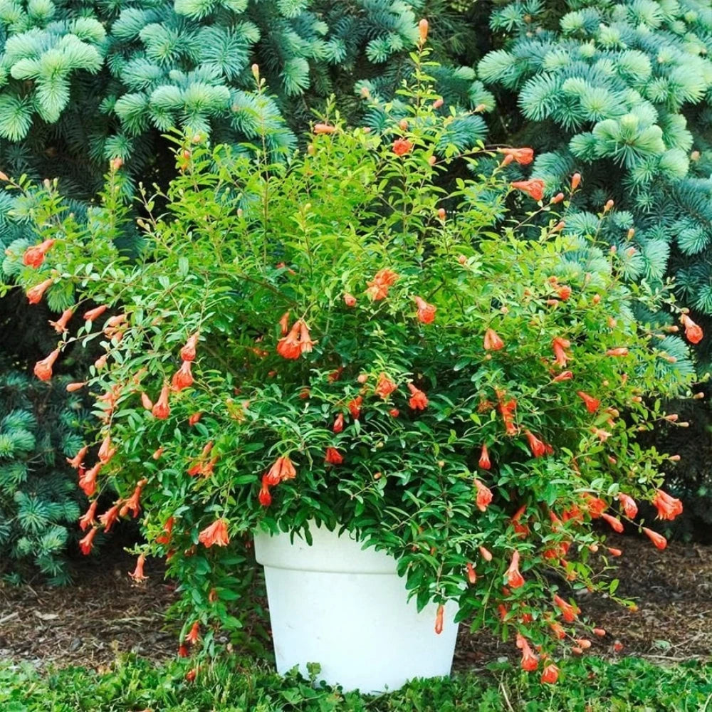 Cüce Süs Narı Fidanı (4 Yaşında 30-70 cm)
