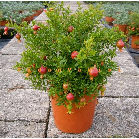 Cüce Süs Narı Fidanı (4 Yaşında 30-70 cm)